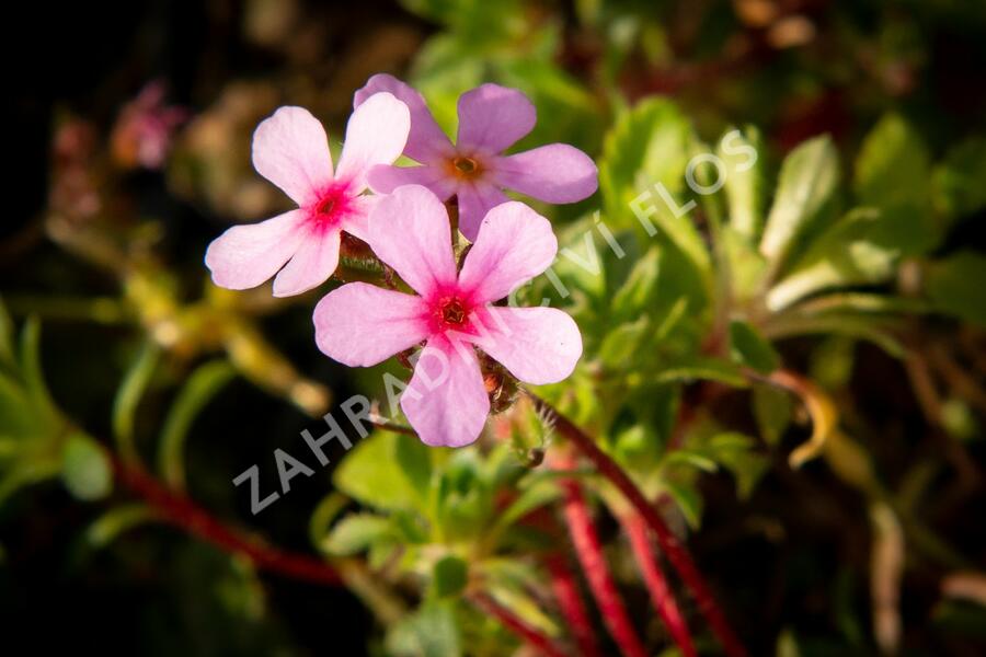 Pochybek netřeskovitý 'Susan Joan' - Androsace sempervivoides 'Susan Joan'