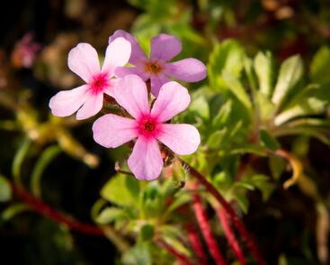 Pochybek netřeskovitý 'Susan Joan'
