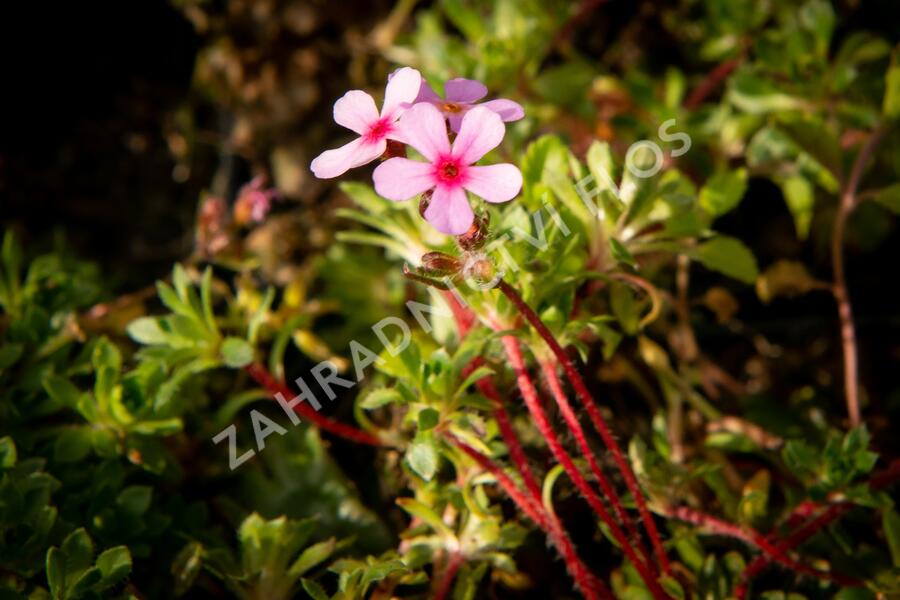 Pochybek netřeskovitý 'Susan Joan' - Androsace sempervivoides 'Susan Joan'