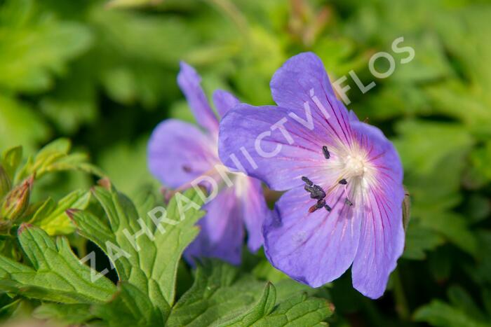 Kakost himalájský 'Baby Blue' - Geranium himalayense 'Baby Blue'