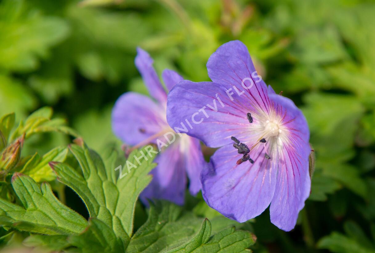 Kakost himalájský 'Baby Blue' - Geranium himalayense 'Baby Blue'
