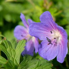 Kakost himalájský 'Baby Blue' - Geranium himalayense 'Baby Blue'
