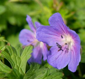 Kakost himalájský 'Baby Blue' - Geranium himalayense 'Baby Blue'