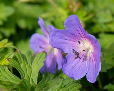 Kakost himalájský 'Baby Blue'