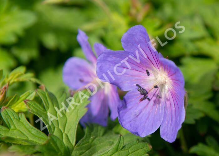 Kakost himalájský 'Baby Blue' - Geranium himalayense 'Baby Blue'