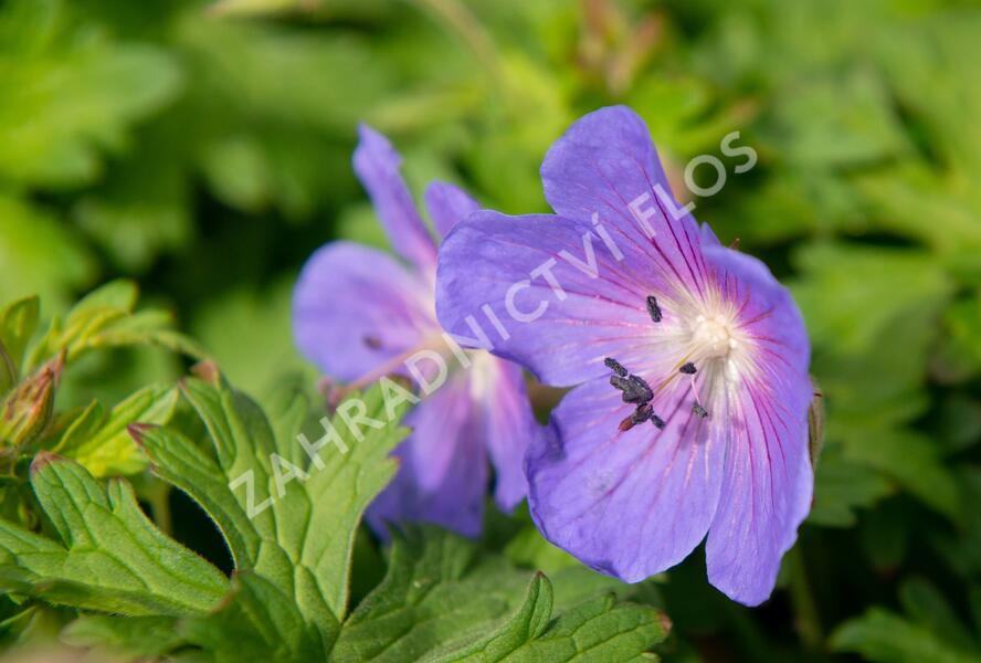 Kakost himalájský 'Baby Blue' - Geranium himalayense 'Baby Blue'