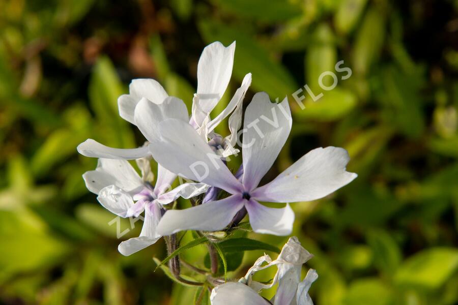 Plamenka rozkladitá 'Dirigo Ice' - Phlox divaricata 'Dirigo Ice'