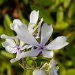 Plamenka rozkladitá 'Dirigo Ice' - Phlox divaricata 'Dirigo Ice'