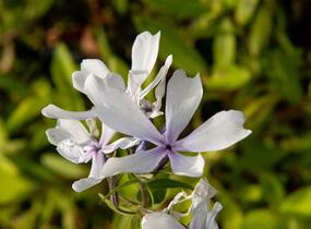 Plamenka rozkladitá 'Dirigo Ice' - Phlox divaricata 'Dirigo Ice'
