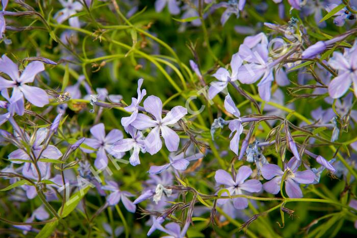 Plamenka rozkladitá 'Blue Moon' - Phlox divaricata 'Blue Moon'