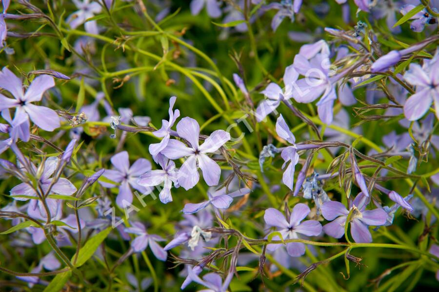 Plamenka rozkladitá 'Blue Moon' - Phlox divaricata 'Blue Moon'