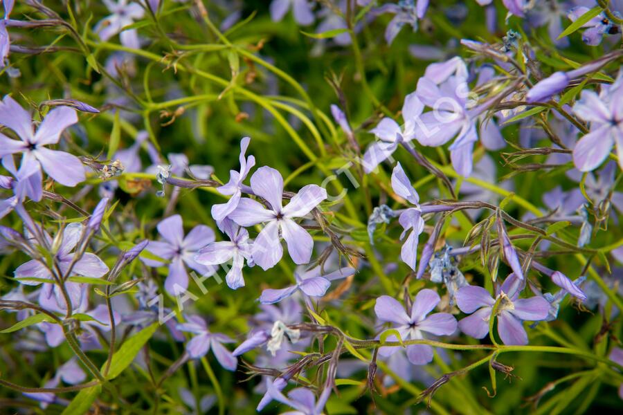 Plamenka rozkladitá 'Blue Moon' - Phlox divaricata 'Blue Moon'