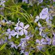 Plamenka rozkladitá 'Blue Moon' - Phlox divaricata 'Blue Moon'