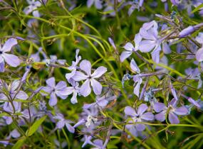 Plamenka rozkladitá 'Blue Moon' - Phlox divaricata 'Blue Moon'