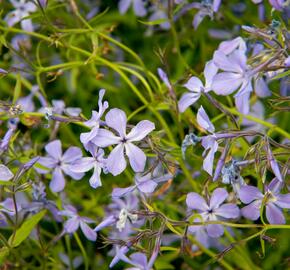 Plamenka rozkladitá 'Blue Moon' - Phlox divaricata 'Blue Moon'