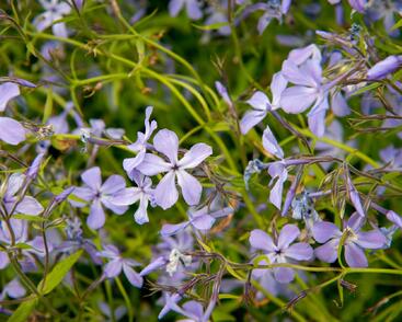 Plamenka rozkladitá 'Blue Moon'