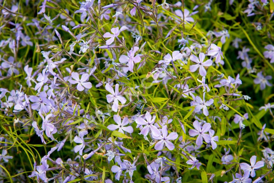Plamenka rozkladitá 'Blue Moon' - Phlox divaricata 'Blue Moon'
