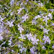 Plamenka rozkladitá 'Blue Moon' - Phlox divaricata 'Blue Moon'