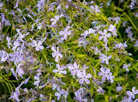 Plamenka rozkladitá 'Blue Moon' - Phlox divaricata 'Blue Moon'