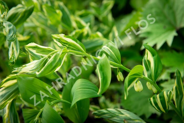 Kokořík 'Striatum' - Polygonatum 'Striatum'