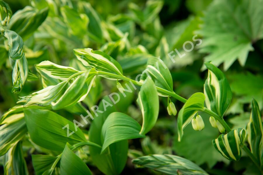 Kokořík 'Striatum' - Polygonatum 'Striatum'