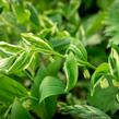 Kokořík 'Striatum' - Polygonatum 'Striatum'