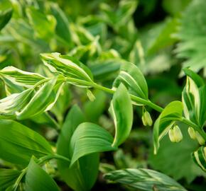 Kokořík 'Striatum' - Polygonatum 'Striatum'