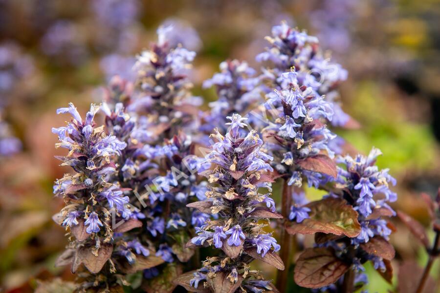 Zběhovec plazivý 'Atropurpurea' - Ajuga reptans 'Atropurpurea'