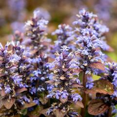 Zběhovec plazivý 'Atropurpurea' - Ajuga reptans 'Atropurpurea'