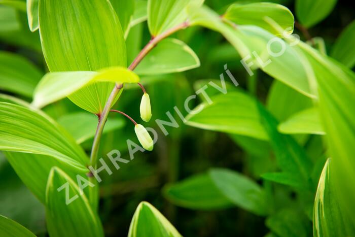 Kokořík panašovaný 'Variegatum' - Polygonatum falcatum 'Variegatum'