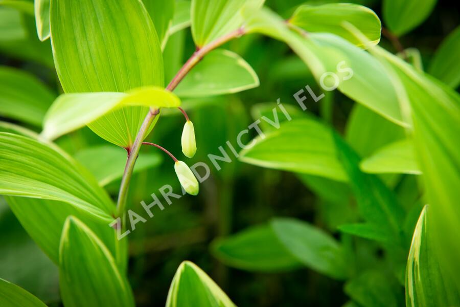 Kokořík panašovaný 'Variegatum' - Polygonatum falcatum 'Variegatum'