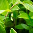 Kokořík panašovaný 'Variegatum' - Polygonatum falcatum 'Variegatum'