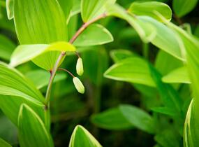 Kokořík panašovaný 'Variegatum' - Polygonatum falcatum 'Variegatum'