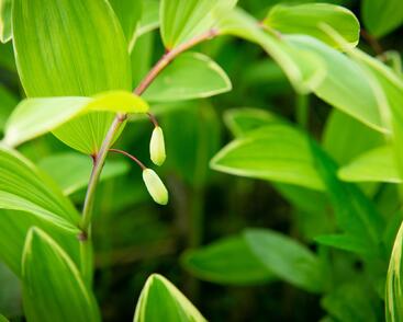 Kokořík panašovaný 'Variegatum'