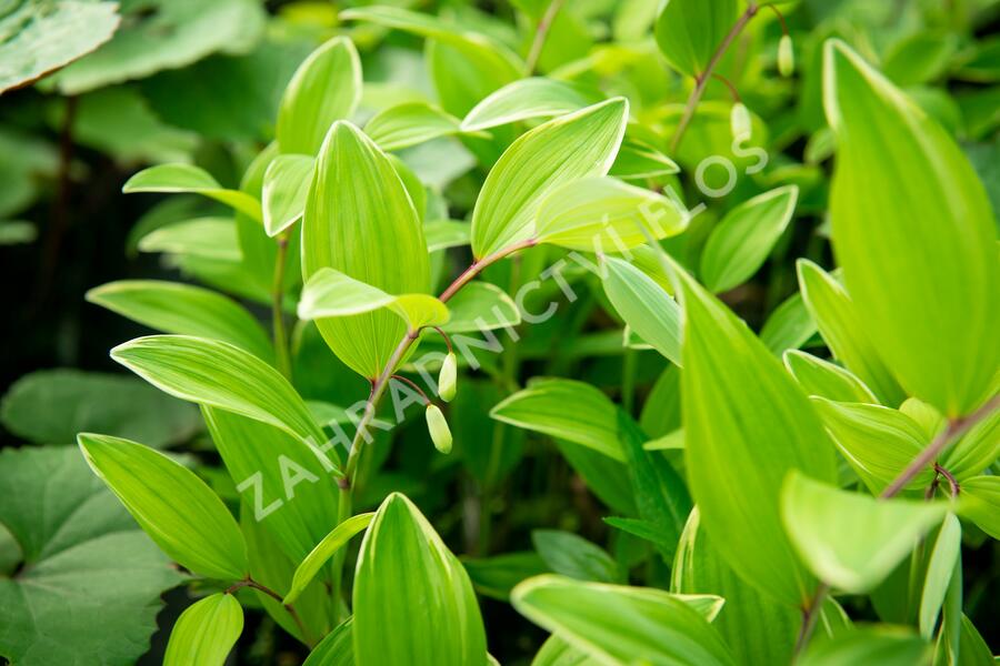 Kokořík panašovaný 'Variegatum' - Polygonatum falcatum 'Variegatum'