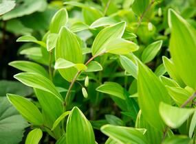 Kokořík panašovaný 'Variegatum' - Polygonatum falcatum 'Variegatum'