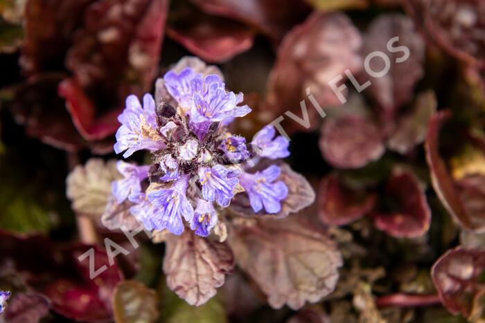 Zběhovec plazivý 'Black Scallop' - Ajuga reptans 'Black Scallop'
