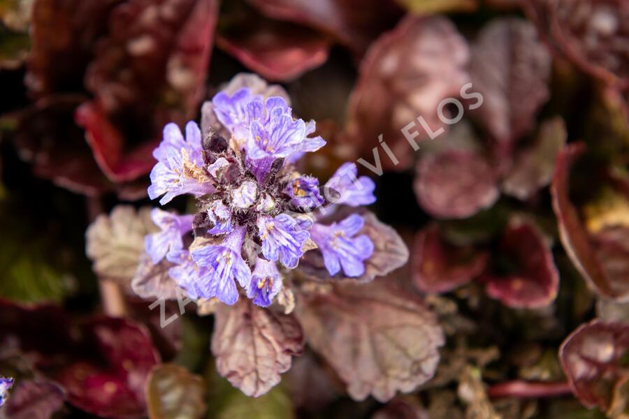 Zběhovec plazivý 'Black Scallop' - Ajuga reptans 'Black Scallop'