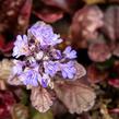 Zběhovec plazivý 'Black Scallop' - Ajuga reptans 'Black Scallop'