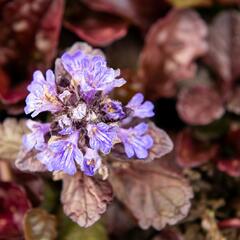 Zběhovec plazivý 'Black Scallop' - Ajuga reptans 'Black Scallop'