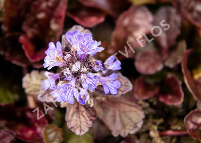 Zběhovec plazivý 'Black Scallop' - Ajuga reptans 'Black Scallop'