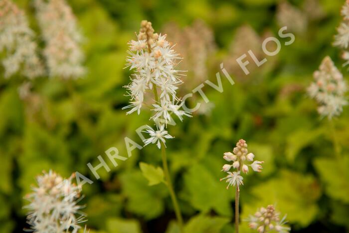 Mitrovnička 'Moorgruen' - Tiarella cordifolia 'Moorgruen'