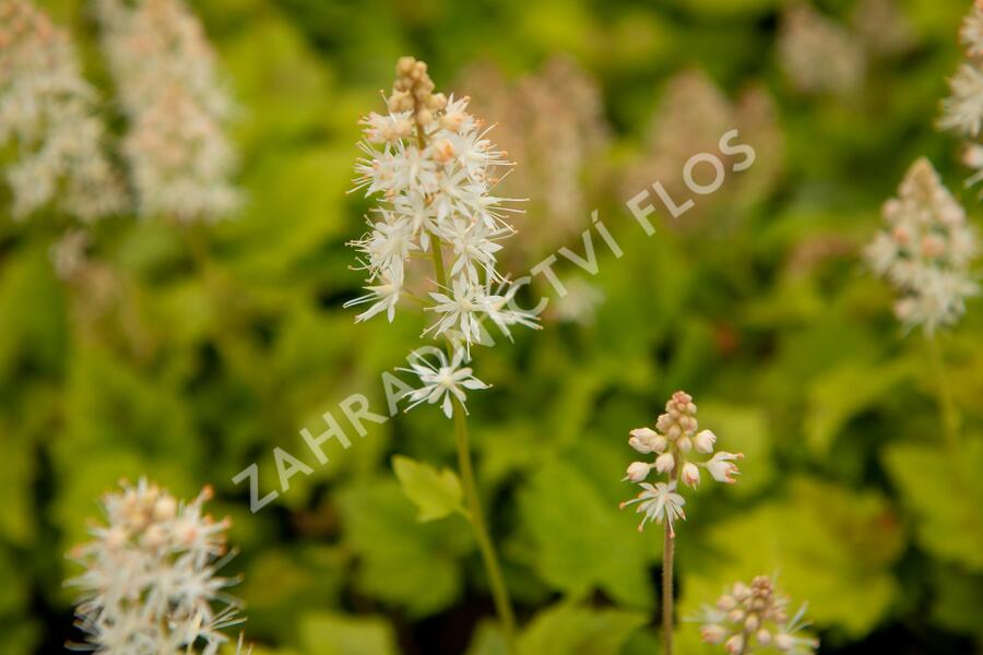 Mitrovnička srdcolistá 'Moorgruen' - Tiarella cordifolia 'Moorgruen'