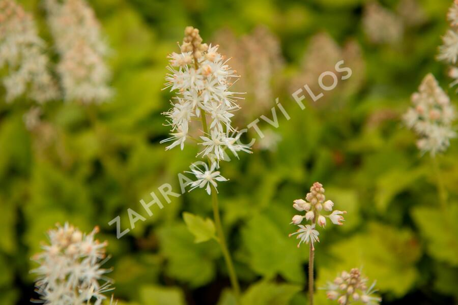 Mitrovnička 'Moorgruen' - Tiarella cordifolia 'Moorgruen'