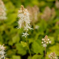 Mitrovnička srdcolistá 'Moorgruen' - Tiarella cordifolia 'Moorgruen'