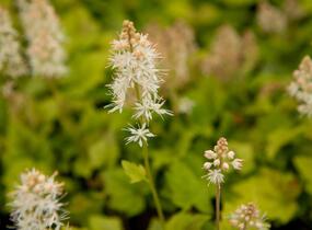 Mitrovnička srdcolistá 'Moorgruen' - Tiarella cordifolia 'Moorgruen'