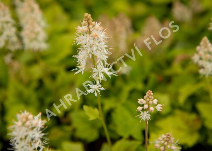 Mitrovnička 'Moorgruen' - Tiarella cordifolia 'Moorgruen'