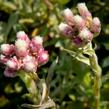 Kociánek dvoudomý 'Rubra' - Antennaria dioica 'Rubra'