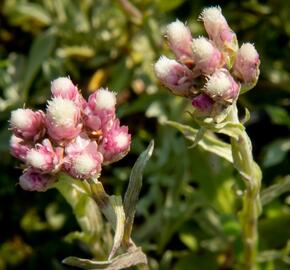 Kociánek dvoudomý 'Rubra' - Antennaria dioica 'Rubra'