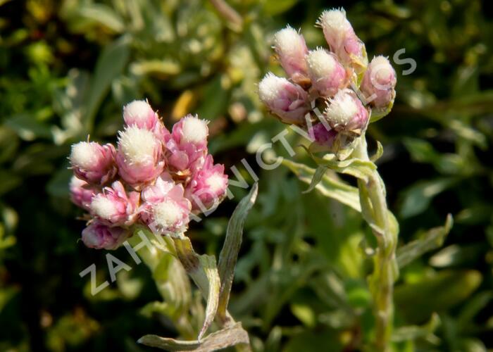Kociánek dvoudomý 'Rubra' - Antennaria dioica 'Rubra'